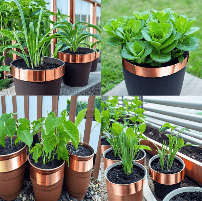 Copper Slug & Snail Adhesive Tape - Humane Protection for Your Garden - Flashback Tape