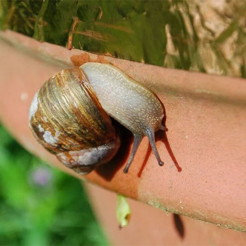 Copper Slug & Snail Adhesive Tape - Humane Protection for Your Garden