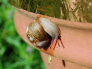 Copper Slug & Snail Adhesive Tape - Humane Protection for Your Garden - Flashback Tape
