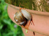 Copper Slug & Snail Adhesive Tape - Humane Protection for Your Garden - Flashback Tape
